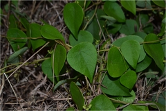 Stephania hernandiifolia